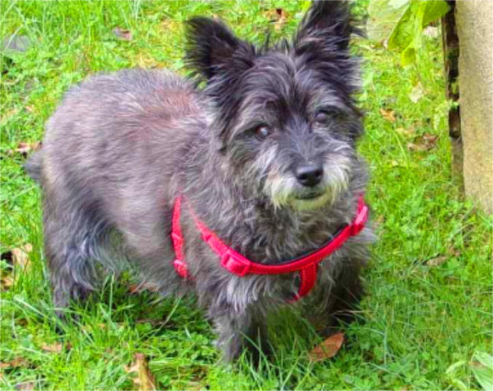 small black dog
