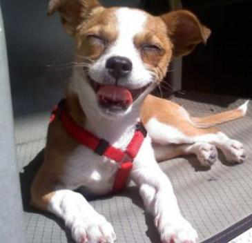 smiling dog